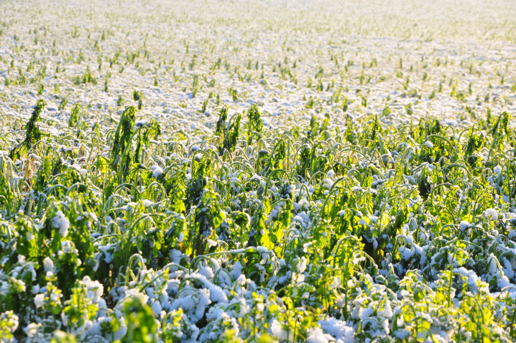 Mit tenne, ha tavaszi fagy tenné tönkre a termést? (Fotó: Shutterstock)