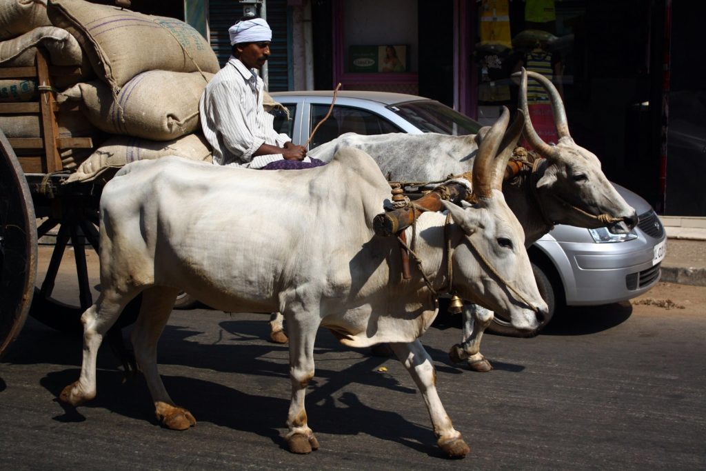 India szent teheneinek ügye súlyos tehertétel a helyi gazdaságnak (Fotó: Pixabay, NinaMarie)