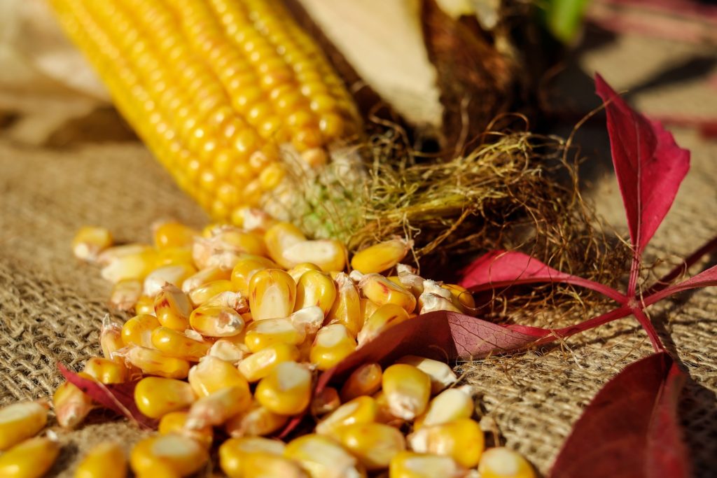 A 2017/2018. gazdasági évben is igen jó lesz a globális kukoricatermés (Fotó: Pixabay, Couleur)