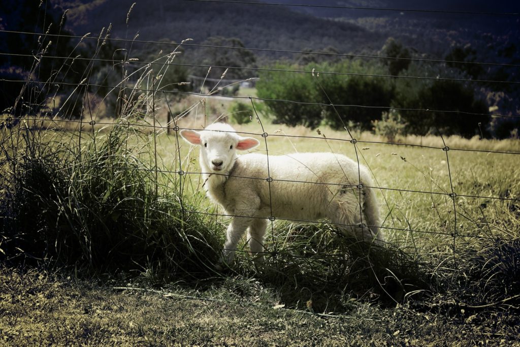 Hiába az áremelkedés, a juhosoknak rosszul is alakulhat a húsvét (Fotó: Pixabay, BenjaminNelan)