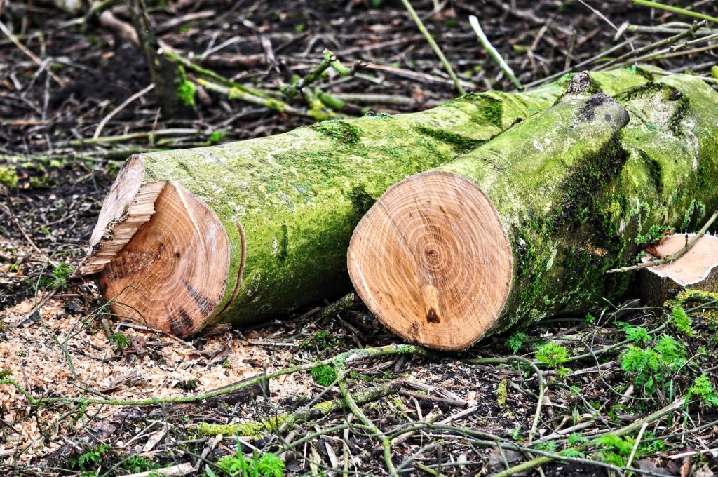 Erdészeti erdészeti gépbeszerzésre vehető fel támogatás (Fotó: Pixabay, MabelAmber)
