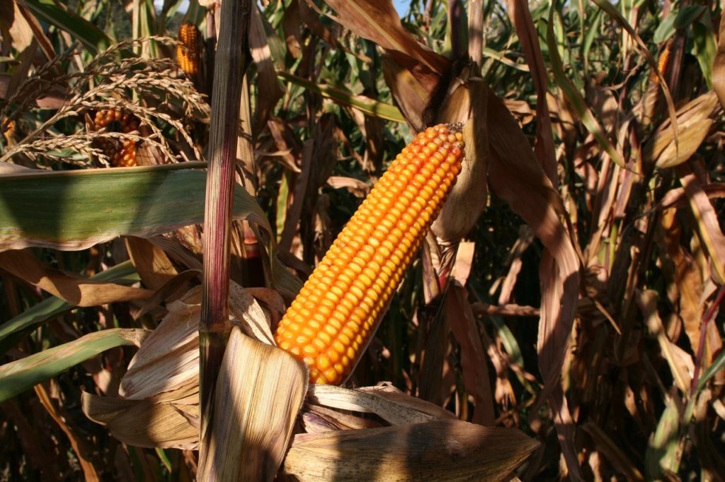 A romló terméskilátások felvitték a kukoricaárakat (Fotó: Pixabay, Pexels)