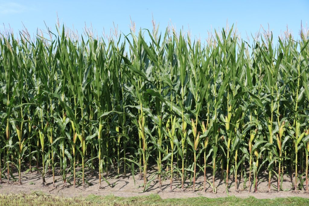 Jó két hónapja emelkedik a kukorica ára a tengerentúlon (Fotó: Pixabay, Medienservice)