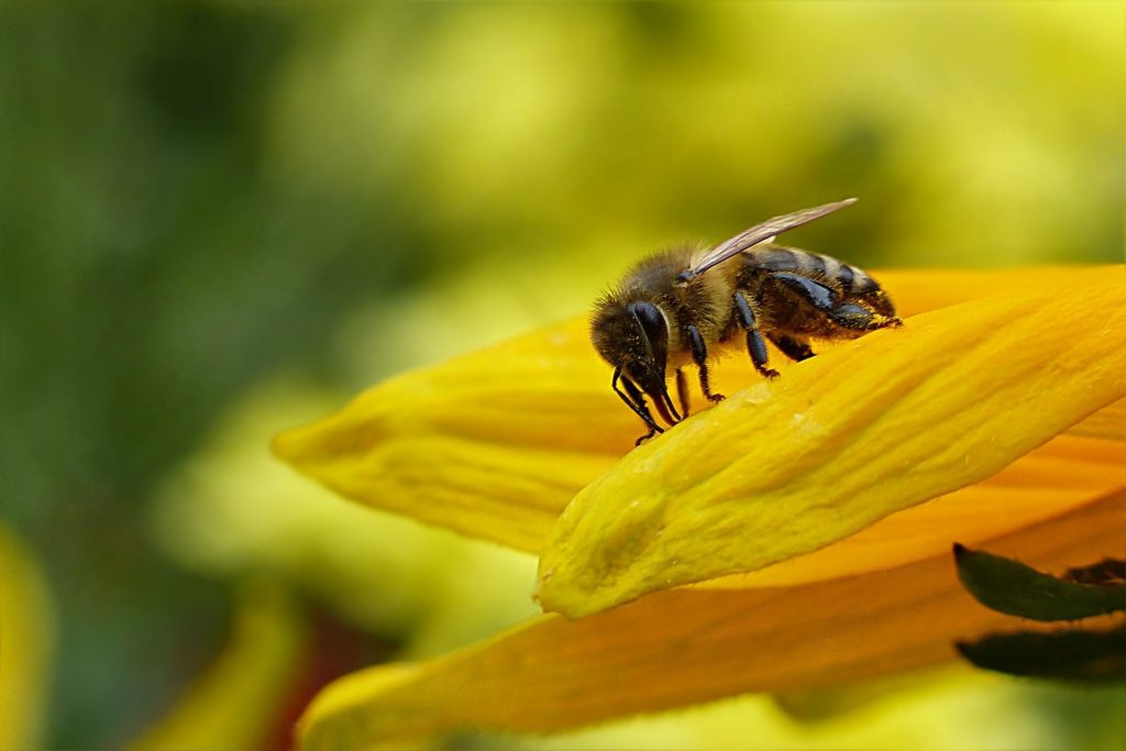 A magányosan élő méhfajok segítségre szorulnak (Fotó: Pixabay, Oldiefan)