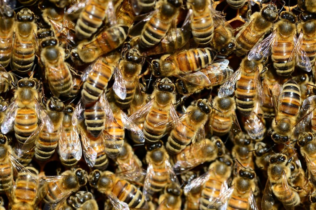 A mézjelentés új helyzetet eredményezhet a piacon (Fotó: Pixabay, PollyDot)