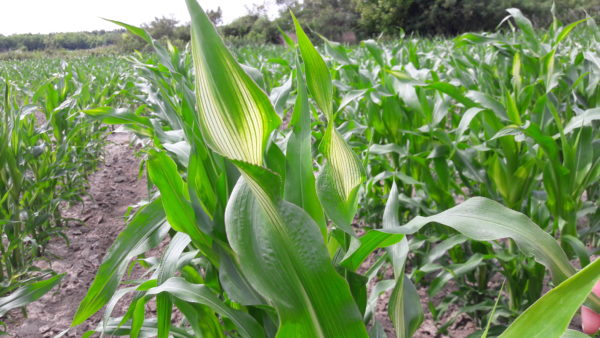 Gyomirtó szer okozta stresszhatás kukoricán