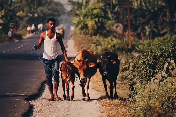 Több tehenészet is alkalmaz külföldi munkatársakat, az indiai alkalmazottak pedig szent állatnak tartják a teheneket, és különösen jól bánnak velük
