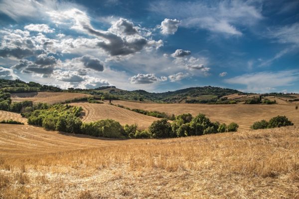 Mit hoz az átlagosnál jóval melegebb idő a mezőgazdaságban? (Fotó: Pixabay, Skitterphoto)