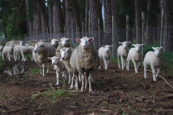 Új állattenyésztési törvény várható (Fotó: Pixabay, Free-Photos)