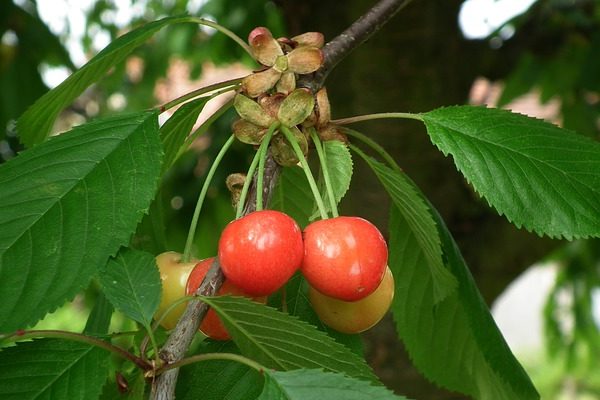 A cseresznyeszezon elkezdődött, már a kereskedők polcain is megtalálni a gyümölcsöt