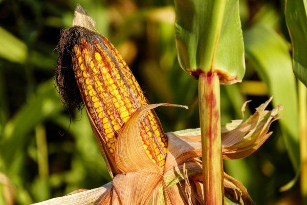 Az elemzők a világ kukoricatermését 1020-1055 millió tonnára becsülik a 2018/2019. gazdasági évre (Fotó: Pixabay, Couleur)