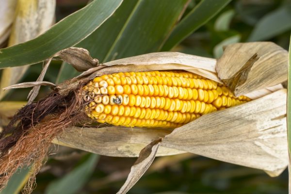 A rekordszintű kukoricakészletek 9 százalékkal apadhatnak a 2017/2018. évi szezon végére (Fotó: Pixabay, adege)