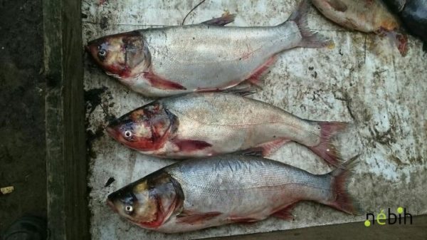 Egyszerre bukott le a Baja környéki vizeket fosztogató orvhorgász és egy orvhalászattal gyanúsítható személy