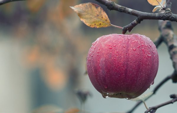 Az étkezési alma ára is "beszakadhat" (Fotó: Pixabay, mploscar)