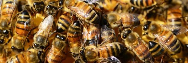 Az összes méh parazita - Ázsiai parazita állhat a legnagyobb méhpusztulás mögött
