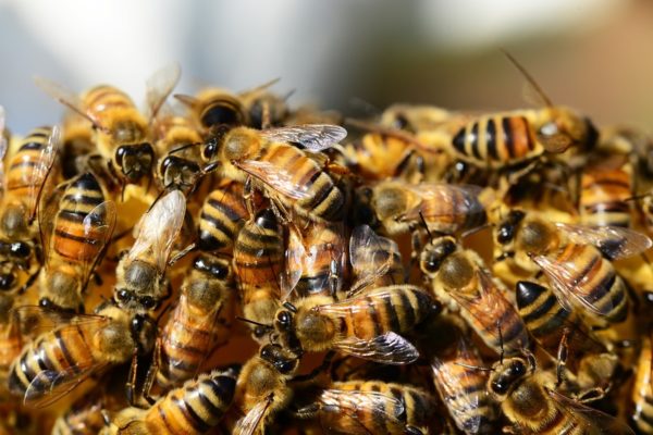 Hamarosan jönnek a GMO-méhek? (Fotó: Pixabay, PollyDot)