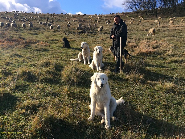 Kutyák, a nyáj és a pásztor társaságában a legelőn