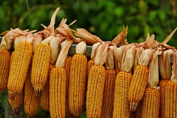 Az aszály kukoricaimportra kényszerítheti az európai országokat (Fotó: Pixabay, MSphotos)