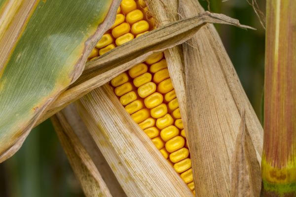 A kukorica meglehetősen tápanyagigényes növény (Fotó: Pixabay, adege)