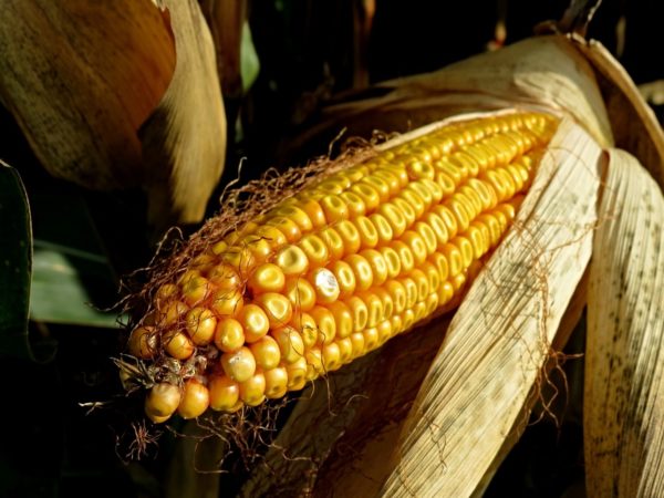 A nyári forróság nem tett jót a kukoricának Európában (Fotó: Pixabay, manfredrichter)