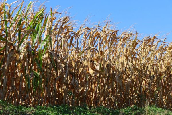 A kedvezőtlen időjárás miatt néhol szünetel a kukorica betakarítása (Fotó: Pixabay, Uschi_Du)