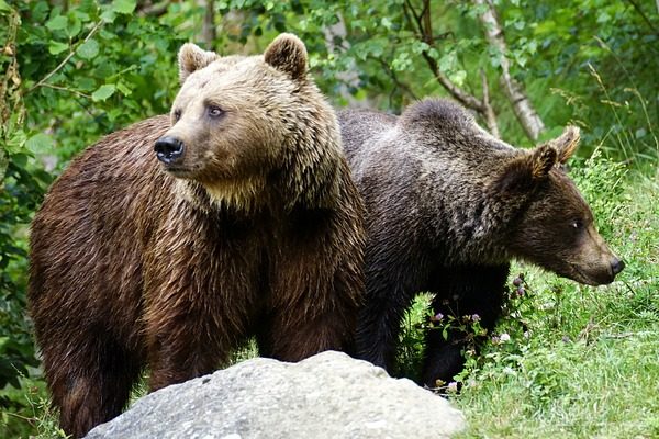 Egyre többen vannak, és egyre több kárt okoznak a nagyragadozók hazánkban - képünkön két barnamedve