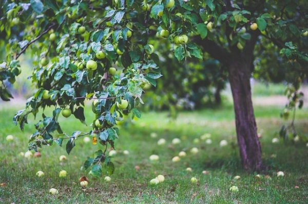 December 31-ig lehet elvégezni a gyümölcsültetvény-bejelentést (Fotó: Pixabay, kaboompics)