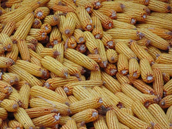 Kilenc tonna feletti a kukorica termésátlaga Tolnában (Fotó: Pixabay)