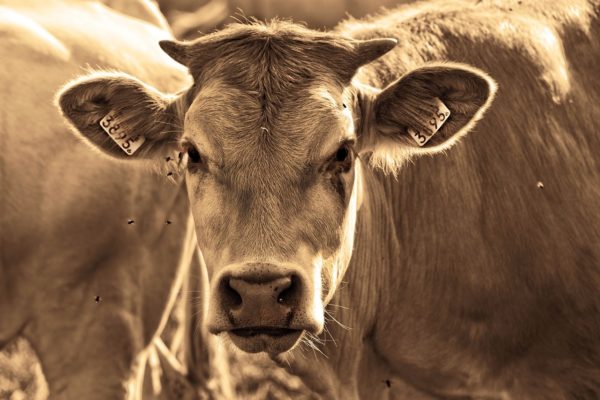 Ismét szállíthatók szarvasmarhák Magyarországról az Egyesült Arab Emírségekbe (Fotó: Pixabay, MabelAmber)