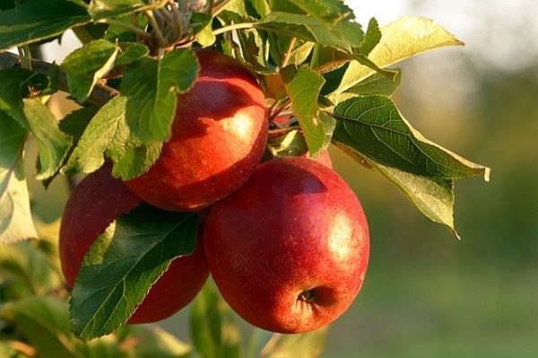 Az almatermesztés sarkalatos pontja a növényvédelem (Fotó: Pixabay, Oldiefan)