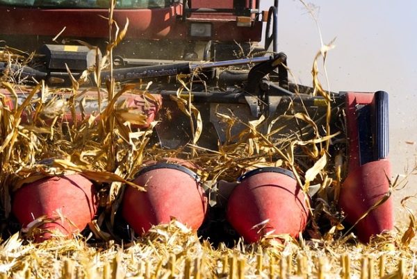Idén kedvező évet zárhattak a kukoricatermelők (Fotó: Pixabay, distel2610)