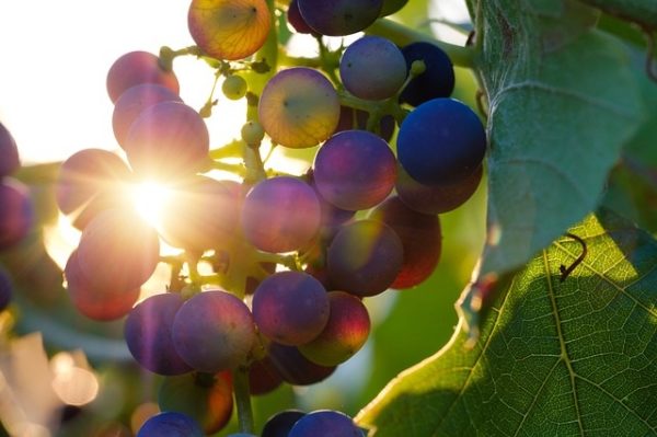 A szőlő aranyszínű sárgaság fertőzése miatt növény-egészségügyi zárlatot rendeltek el Pécsen (Fotó: Pixabay, Bru-nO)