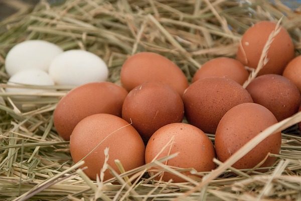 Az új baromfi hibridek a tervek szerint krémszínű tojásokat adnak majd a kutatás eredményeként