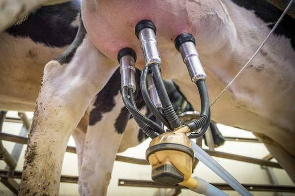 A tejágazat állatjóléti támogatása kapcsán tartanak helyszíni és adminisztratív ellenőrzéseket az érintett hazai tehenészetekben