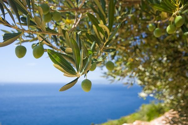 Izraeli kutatók technológiájával az olíva-hulladék is a bioetanol üzemanyag része lehet 