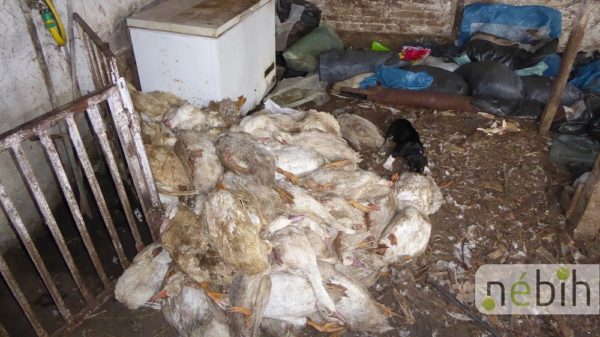 Kacsatetemekkel etették a sertéseket egy Bács-Kiskun megyei állattartó telepen