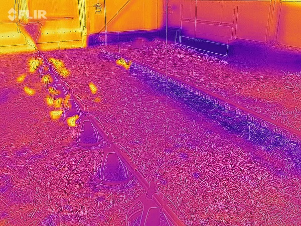 A robot szenzorai lehetővé teszik, hogy a baromfitartó az épület minden pontján rendszeresen adatokhoz jusson az istállóklíma állapotáról, illetve az ehhez kapcsolódó riasztások is automatikusak - a képen a hőgrádiens elemzés