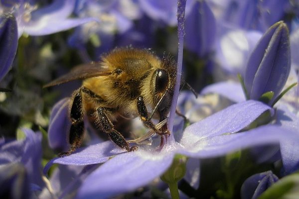 A méhek élettartama egy vitellogenin nevű fehérjén múlik
