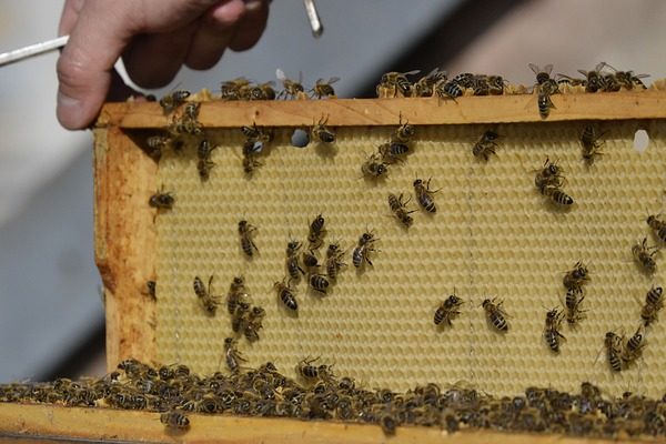Intelligens kaptárak segíthetnek a méhészeknek a kedvezőtlen események megelőzésében