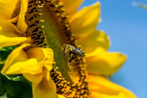 Ha túl sok lesz az önbeporzó napraforgó, jóval kevesebb lesz a begyűjthető nektár a méheknek