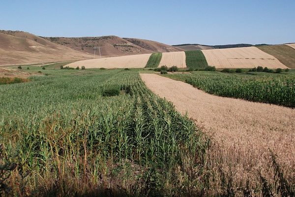 A legjobb évét zárta a román mezőgazdaság: kukoricából ők termelték a legtöbbet Európában idén