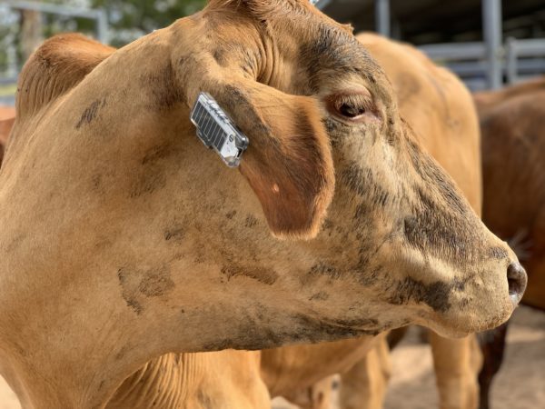 Az állatok élettartamára tervezett időjárásálló fülbevalót napelem látja el energiával (Fotó: CSIRO)