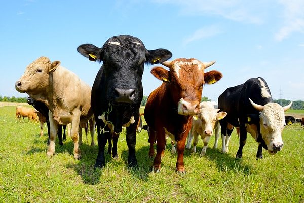 A Húsmarha-szeminárium az agrárképzésben részt vevő tanulókat és a profi szarvasmarhatartókat is várja új tudásanyaggal