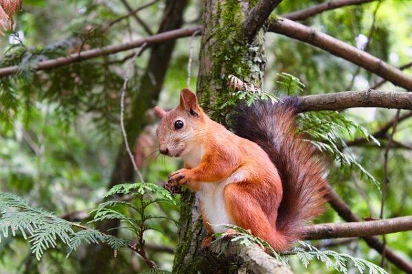 Az angolok a szürke mókusok megevésével támogatják a vörös mókusokat és a környezetvédelmet (Fotó: Pixabay, Pexels)