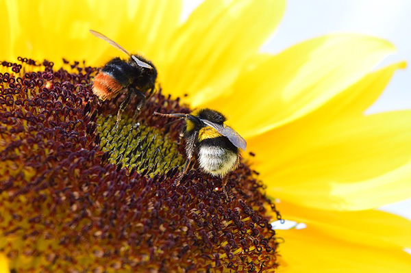 Méhek napraforgón