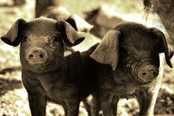 Megjelent a sertéspestis Székelyföldön: Sepsiszentgyörgy egyik negyedében találtak elhullott és fertőzött állatokat - képünk illusztráció