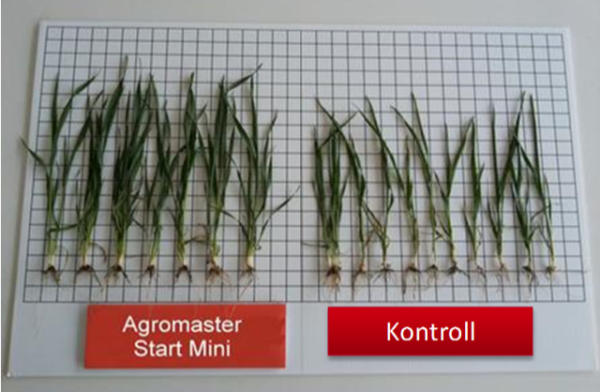 A különbség kezelt és kezeletlen talajon: az Agromaster használatával sokkal nagyobb gyökértömeg jön létre