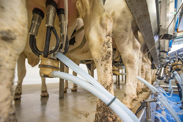 2020-tól tehén wc segíthet üríteni az állatoknak - képünk illusztráció, fejőgépre csatlakoztatott tehénről készült