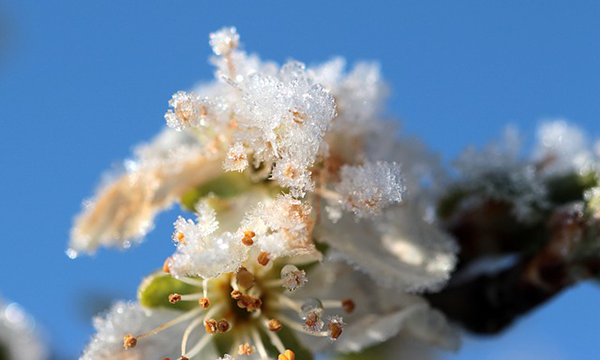  Nem mindegy, milyen a fagyvédelem a gyümölcsösökben - képünkön tavaszi fagykár szilván
