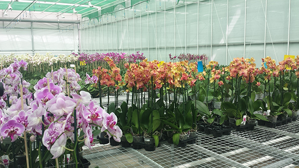 A sikeres orchideatartás egyik legfontosabb elemei a megfelelő vízminőség és annak mennyisége